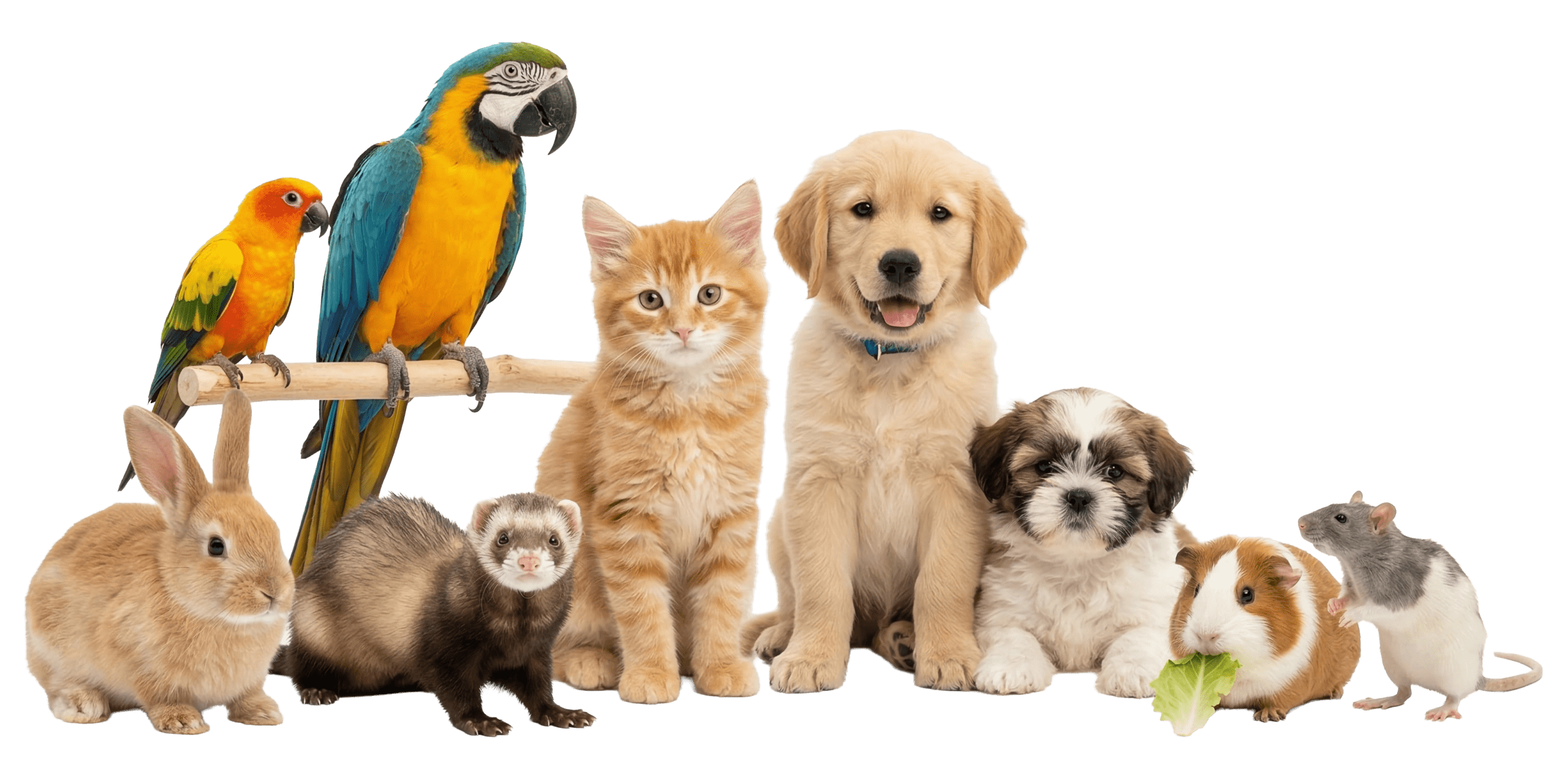 Cute Pets. Great Cause.